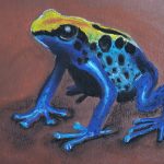 Pfeilgiftfrosch, Pastellkreide, 32 x 24 cm