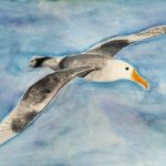 Albatros, Aquarell, 32 x 24 cm