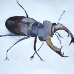 Hirschkäfer, Aquarell, 32 x 24 cm