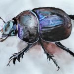 Skarabäus, Aquarell, 32 x 24 cm