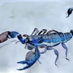 Scorpion, Aquarell, 32 x 24 cm