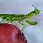 Gottesanbeterin, Aquarell, 32 x 24 cm